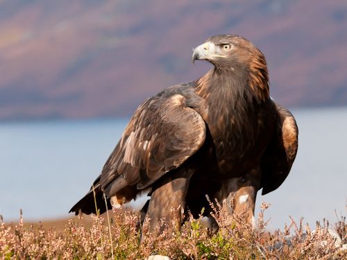 Sea Eagle