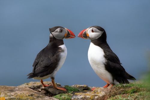 Puffins