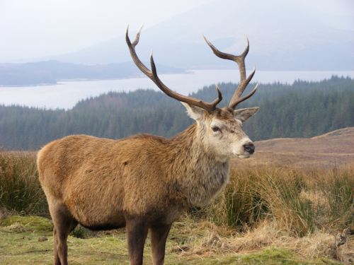 Stag